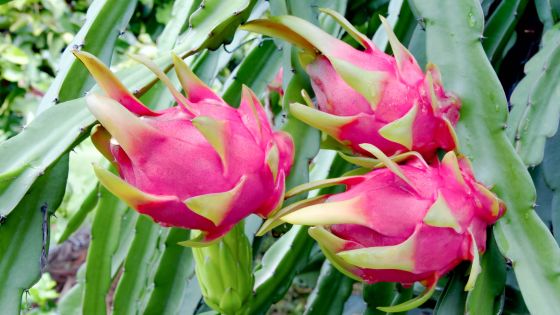 Where Does the Dragon Fruit Grow?