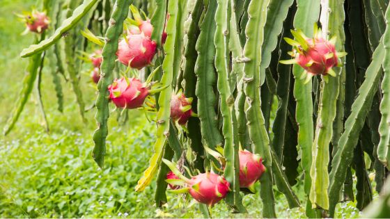 does dragon fruit need a lot of water?